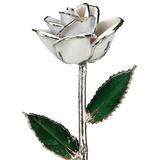Gold Tipped Rose
