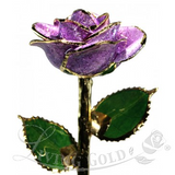 Gold Dipped Rose