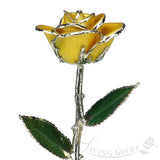Gold Tipped Rose